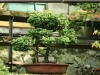 bonsaje-tropic-hukvaldy-10