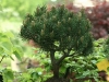 bonsaje-tropic-hukvaldy-15
