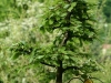 bonsaje-tropic-hukvaldy-20