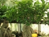bonsaje-tropic-hukvaldy-23