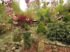 zahrada rododendrony.jpg