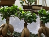 bonsaje-tropic-hukvaldy-16