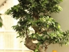 bonsaje-tropic-hukvaldy-8