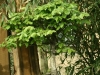 bonsaje-tropic-hukvaldy-9