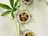 mucenka-hukvaldy-tropic.jpg