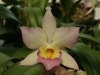 orchideje-1