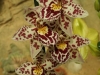 orchideje-10