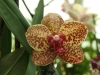 orchideje-13