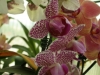 orchideje-14