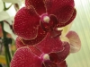 orchideje-15
