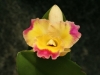 orchideje-16