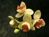 orchideje-17