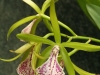orchideje-18