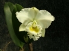 orchideje-19