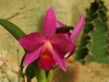 orchideje-2