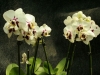 orchideje-20