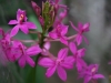 orchideje-21