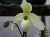 orchideje-22