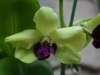 orchideje-23