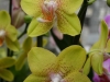 orchideje-24