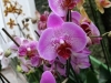 orchideje-25