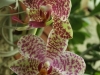 orchideje-26