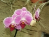 orchideje-27