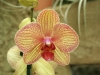 orchideje-28