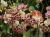 orchideje-30