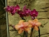 orchideje-31