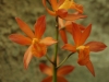 orchideje-32