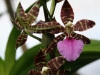 orchideje-33