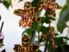 orchideje-34