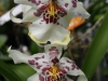 orchideje-35