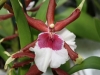 orchideje-36