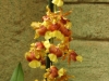 orchideje-37