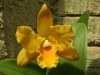 orchideje-38