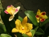 orchideje-39