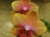 orchideje-4