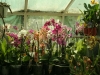 orchideje-40