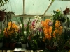 orchideje-41