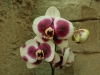 orchideje-42