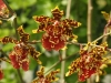 orchideje-43