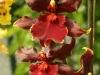 orchideje-44