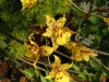 orchideje-45