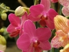 orchideje-47