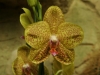 orchideje-5