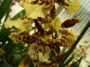 orchideje-50