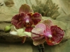 orchideje-52