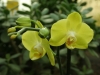orchideje-53